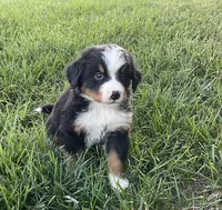 Samson, a male Bernese Mountain Dog for sale in Dundee, OH – 4 of 5
