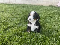 Finn, a male Miniature Bernedoodle for sale in Dundee, OH – 2 of 5