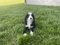 Dexter, a male Miniature Bernedoodle for sale in Dundee, OH – 2 of 4