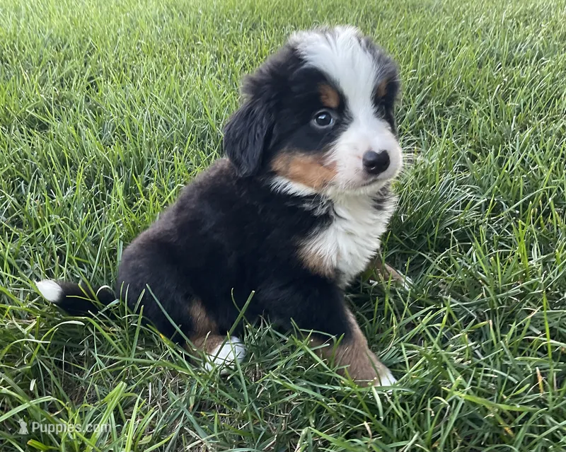 Diego – Bernese Mountain Dog puppy for sale in Dundee, OH