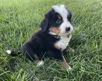 Diego, a male Bernese Mountain Dog for sale in Dundee, OH – 1 of 5