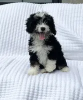Clover, a female Miniature Bernedoodle for sale in Dundee, OH – 1 of 4