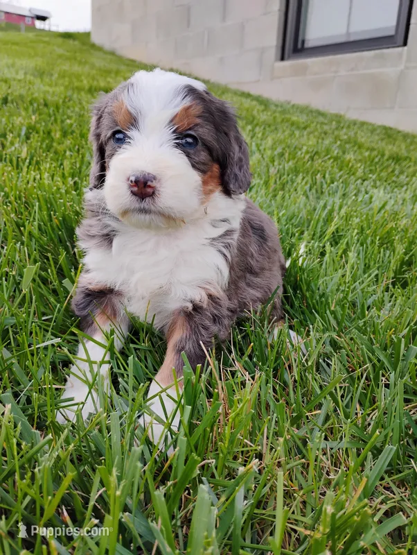 Jewels – Miniature Bernedoodle puppy for sale in Dundee, OH