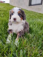 Jewels, a female Miniature Bernedoodle for sale in Dundee, OH – Photo 1 of 5