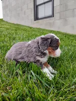 Jewels, a female Miniature Bernedoodle for sale in Dundee, OH – Photo 4 of 5
