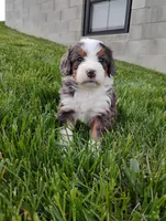 Jewels, a female Miniature Bernedoodle for sale in Dundee, OH – Photo 2 of 5