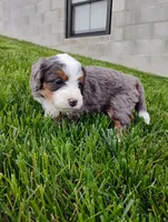 Jewels, a female Miniature Bernedoodle for sale in Dundee, OH – Photo 3 of 5