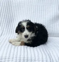 Quinn, a male Miniature Bernedoodle for sale in Dundee, OH – 4 of 4