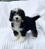Clover, a female Miniature Bernedoodle for sale in Dundee, OH – 3 of 4
