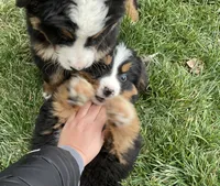 processed/6f51d53d-d7a5-44a0-8a45-8d8b1901e13f/listing/fab730e1-4102-4f92-99fd-e808ac1bcbc0/b5c4490e-c281-40f5-90e1-92f7b08c75de