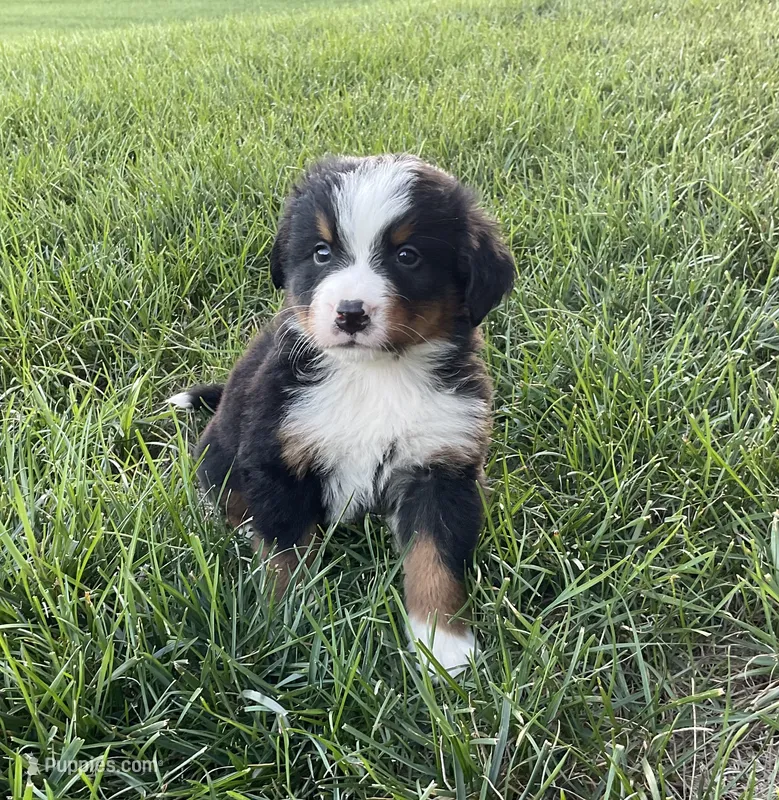 Samson – Bernese Mountain Dog puppy for sale in Dundee, OH