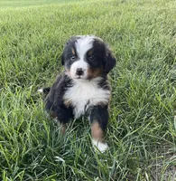 Samson, a male Bernese Mountain Dog for sale in Dundee, OH – 1 of 5