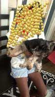 Bella , a female Yorkshire Terrier for sale in Rock Hill, SC – 3 of 4