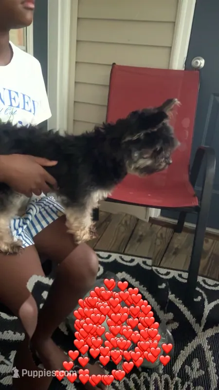 Bella  – Yorkshire Terrier puppy for sale in Rock Hill, SC