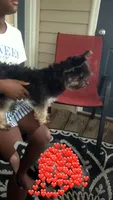 Bella , a female Yorkshire Terrier for sale in Rock Hill, SC – 1 of 4