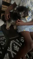 Bella , a female Yorkshire Terrier for sale in Rock Hill, SC – 2 of 4