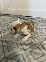 Cecil, a female French Bulldog for sale in Sparta, TN – Photo 1 of 5