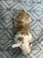 Cecil, a female French Bulldog for sale in Sparta, TN – Photo 5 of 5