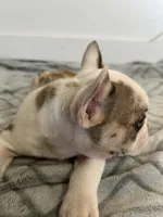 Cecil, a female French Bulldog for sale in Sparta, TN – Photo 4 of 5