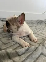 Cecil, a female French Bulldog for sale in Sparta, TN – Photo 3 of 5