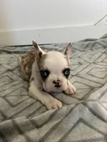 Cecil, a female French Bulldog for sale in Sparta, TN – Photo 2 of 5