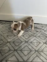 Sahri, a female French Bulldog for sale in Sparta, TN – Photo 9 of 9