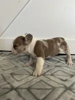 Sahri, a female French Bulldog for sale in Sparta, TN – Photo 2 of 9