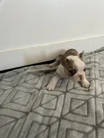 Sahri, a female French Bulldog for sale in Sparta, TN – Photo 7 of 9