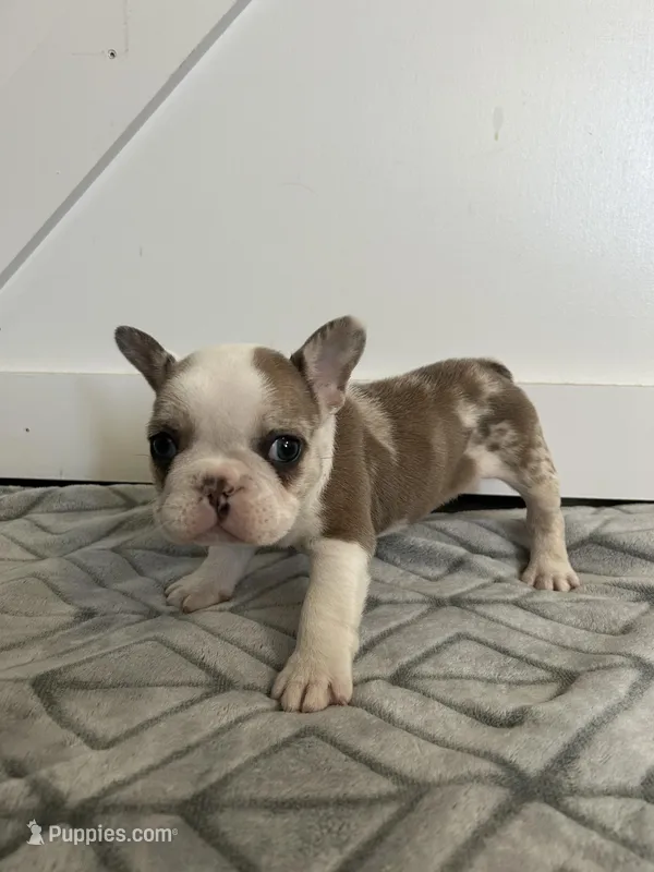 Sahri – French Bulldog puppy for sale in Sparta, TN