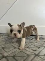 Sahri, a female French Bulldog for sale in Sparta, TN – Photo 1 of 9