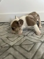 Sahri, a female French Bulldog for sale in Sparta, TN – Photo 5 of 9