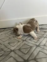 Sahri, a female French Bulldog for sale in Sparta, TN – Photo 4 of 9