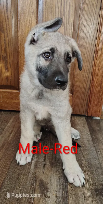 Red, a male German Shepherd Dog for sale in St. Clair, MN – Photo 1 of 3