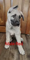 Red, a male German Shepherd Dog for sale in St. Clair, MN – Photo 1 of 3