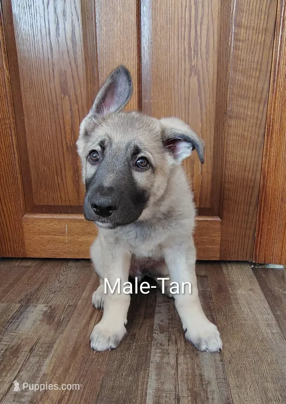 Tan, a male German Shepherd Dog for sale in St. Clair, MN – Photo 1 of 3