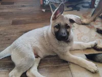 Tan, a male German Shepherd Dog for sale in St. Clair, MN – Photo 3 of 3