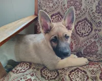 Green, a male German Shepherd Dog for sale in St. Clair, MN – Photo 3 of 3