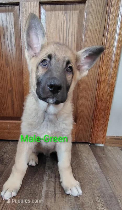 Green, a male German Shepherd Dog for sale in St. Clair, MN – Photo 1 of 3
