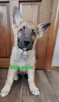 Green, a male German Shepherd Dog for sale in St. Clair, MN – Photo 1 of 3