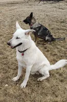 Purple, a female German Shepherd Dog for sale in St. Clair, MN – Photo 2 of 3