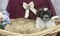 Patch, a male Havanese for sale in Temecula, CA – 2 of 2