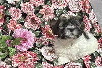 Patch, a male Havanese for sale in Temecula, CA – 1 of 2