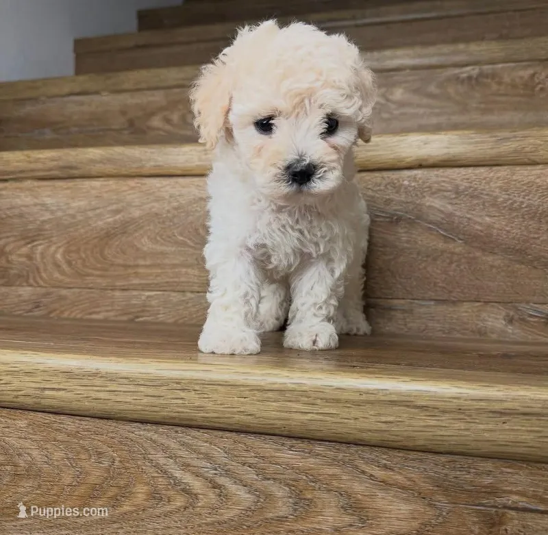 Love  – Maltipoo puppy for sale in Burbank, CA
