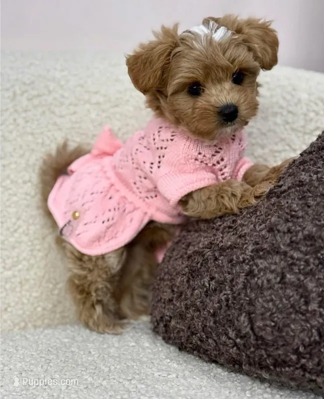 Lila – Maltipoo puppy for sale in Burbank, CA