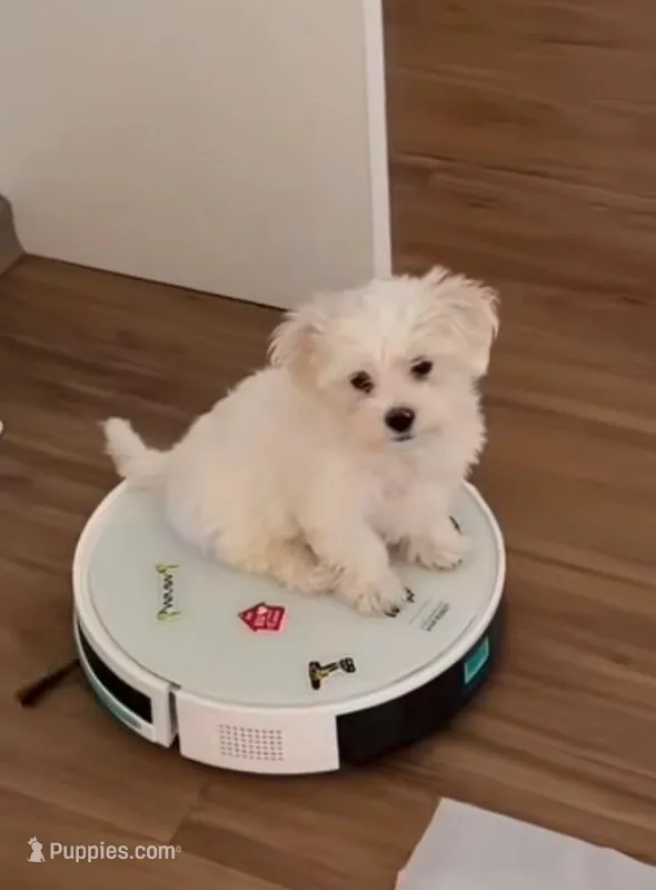 Coco – Maltipoo, Maltese puppy for sale in Burbank, CA