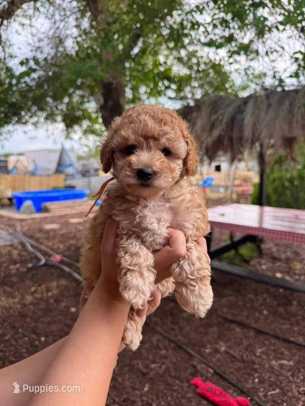 Daisy – Maltipoo puppy for sale in Burbank, CA