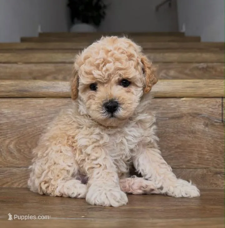 Lucy – Maltipoo puppy for sale in Burbank, CA