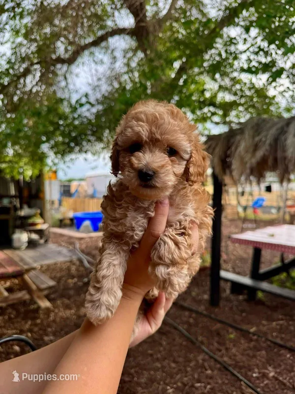 Yoyo – Maltipoo puppy for sale in Burbank, CA