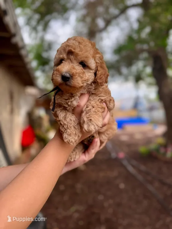 Queen – Maltipoo puppy for sale in Burbank, CA