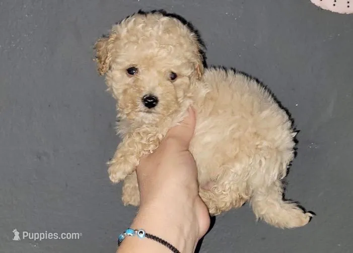 Chase  – Maltipoo puppy for sale in Burbank, CA
